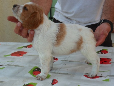 Du Massif De La Trevaresse - chiots a vendre.