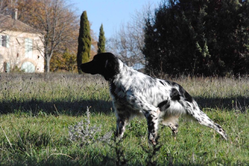 TR. CH. Diva du Domaine de Bres