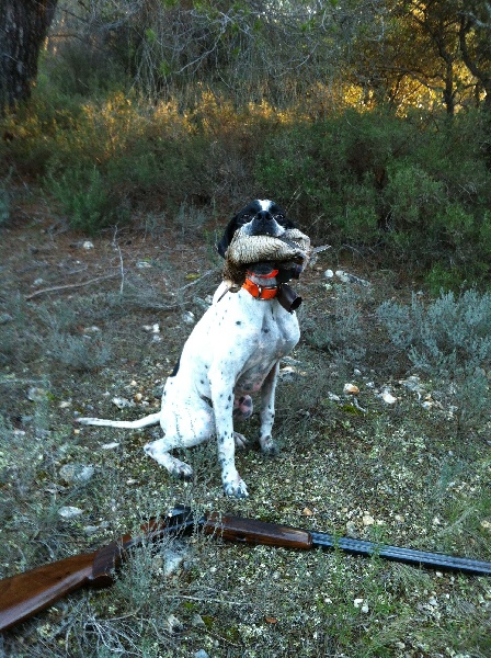 Chasse 2012-2013