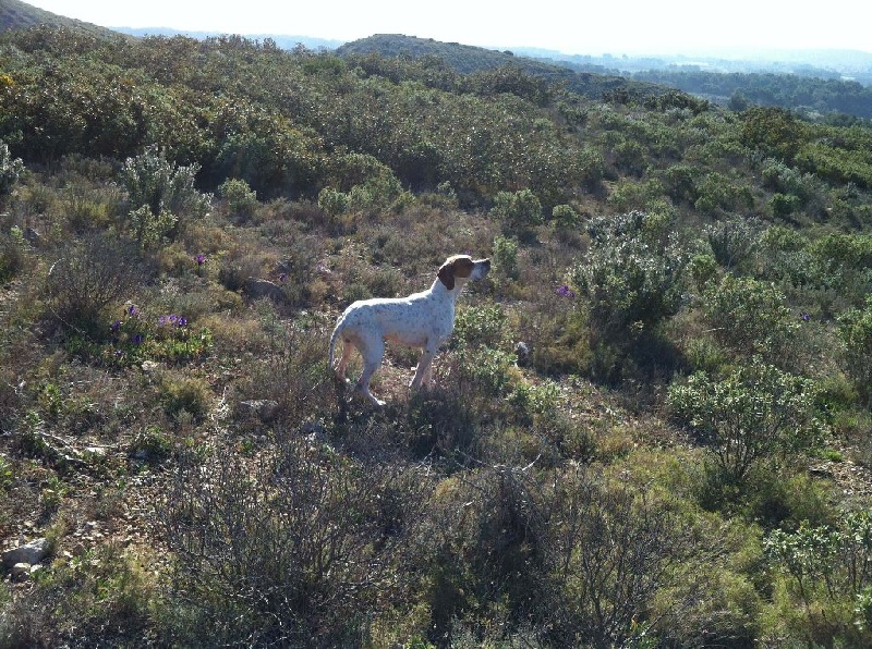 Chasse 2013_2014