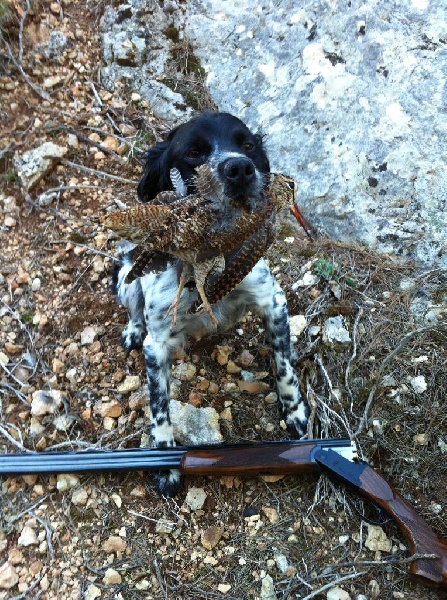 Chasse 2013_2014