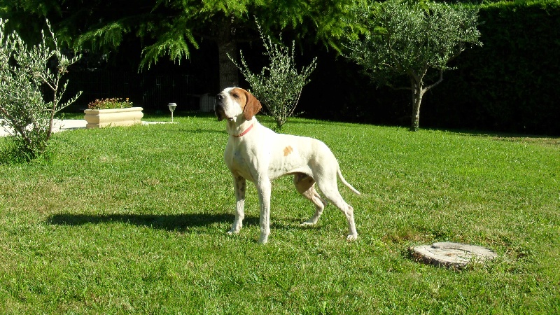 BEN HUR DES PLAINES DE L'ORME